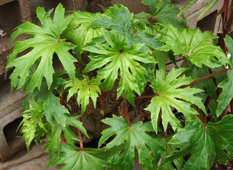 B. crassicaulis